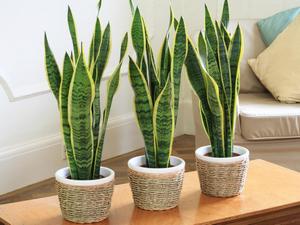 Sắm sửa cây cảnh khi chuyển nhà mới
